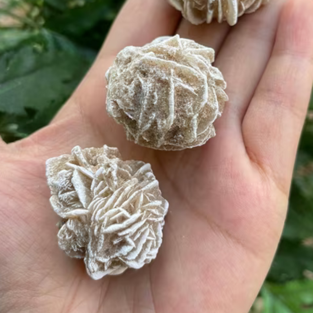 Desert Rose close up